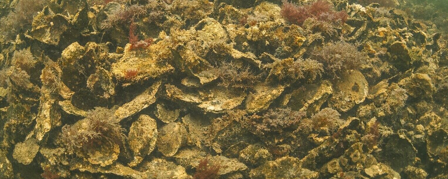 Close-up oyster reef texture